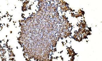 LSM2 Antibody