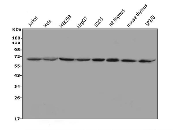 MBD1 Antibody