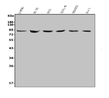 MDM2 Rabbit Polyclonal Antibody