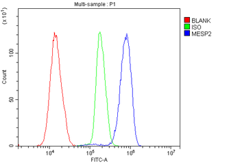 Mesp2 Rabbit Polyclonal Antibody