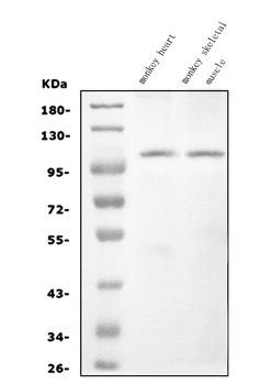 CARD4/NOD1 Antibody