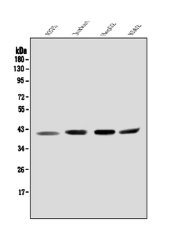 Orai2 Rabbit Polyclonal Antibody