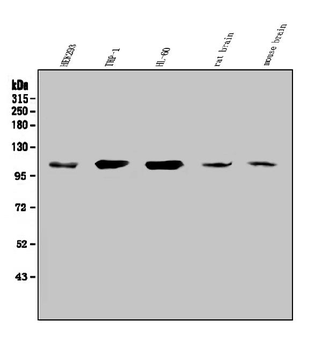 SEZ6L Rabbit Polyclonal Antibody