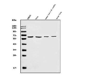 SLC22A3 Rabbit Polyclonal Antibody