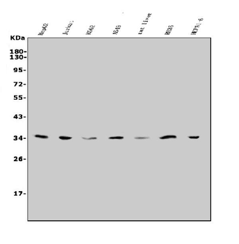 Slc25a1 Rabbit Polyclonal Antibody