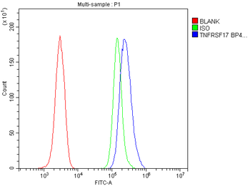 BCMA/Tnfrsf17 Antibody