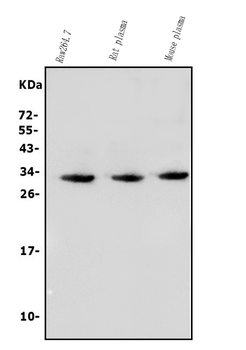 BCMA/Tnfrsf17 Antibody