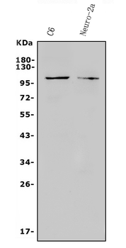 TRPC3 Rabbit Polyclonal Antibody