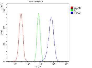 VRL1/TRPV2 Antibody