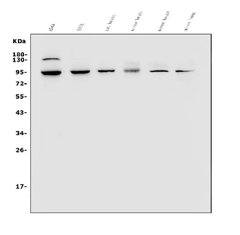 VRL1/TRPV2 Antibody