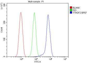 YTHDF2 Antibody