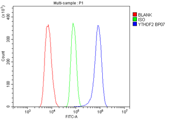 YTHDF2 Antibody