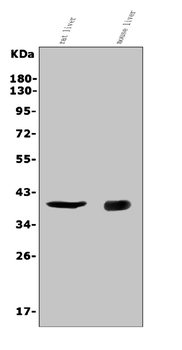 CD72 Rabbit Polyclonal Antibody