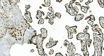 CDC123 Antibody