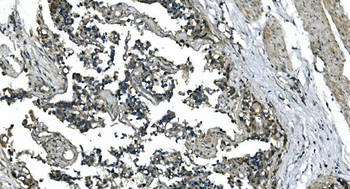 CDC123 Antibody