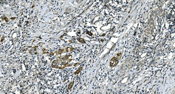 CDC123 Antibody