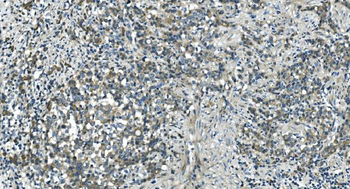 CDC123 Antibody