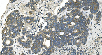 CDC123 Antibody