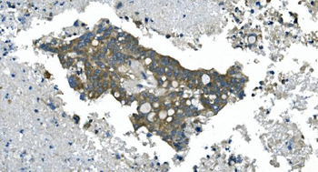 CDC123 Antibody