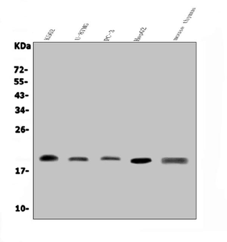 GRX2/GLRX2 Antibody