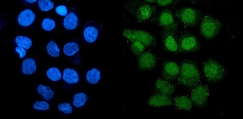 GRX2/GLRX2 Antibody