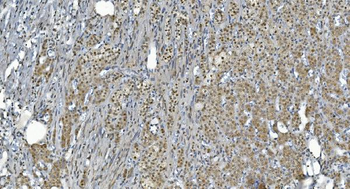 GRX2/GLRX2 Antibody