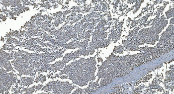 GRX2/GLRX2 Antibody