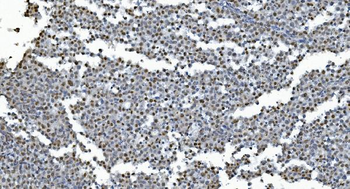 GRX2/GLRX2 Antibody