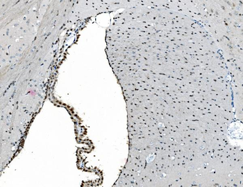 GRX2/GLRX2 Antibody