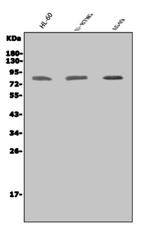 IKKi/IKKe/IKBKE Rabbit Polyclonal Antibody