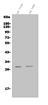 Insig1 Rabbit Polyclonal Antibody
