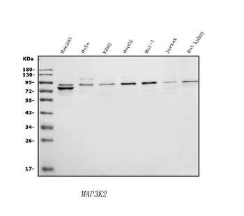 MEKK2/MAP3K2 Rabbit Polyclonal Antibody