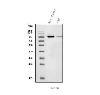 MAP4K1/HPK1 Rabbit Polyclonal Antibody