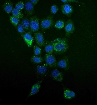 MAP4K5 Rabbit Polyclonal Antibody