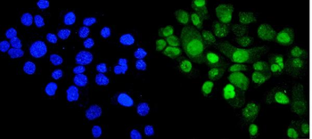 Cyclophilin E/PPIE Rabbit Polyclonal Antibody
