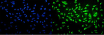 Cyclophilin E/PPIE Rabbit Polyclonal Antibody