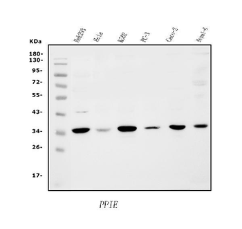 Cyclophilin E/PPIE Rabbit Polyclonal Antibody