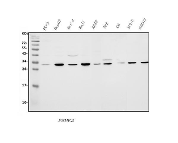 PSME2 Rabbit Polyclonal Antibody
