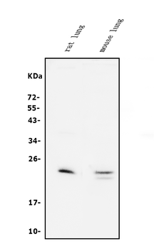 Prosurfactant Protein C/SFTPC Rabbit Polyclonal Antibody