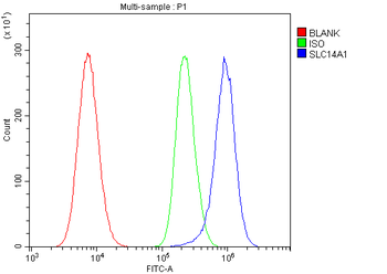 SLC14A1/UTE Antibody