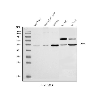 SLC14A1/UTE Antibody
