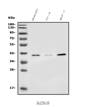 SLC25A19 Rabbit Polyclonal Antibody