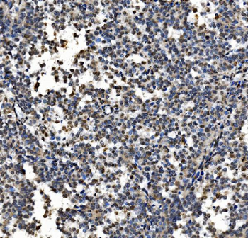 CDC27 Antibody