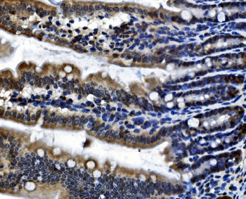 CDC27 Antibody