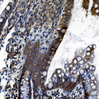 CDC27 Antibody