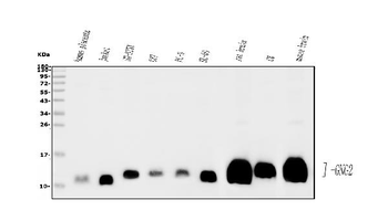 GNG2 Antibody