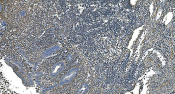 GNG2 Antibody