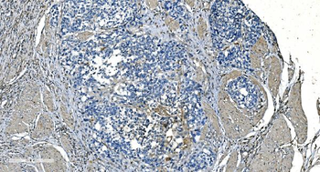 GNG2 Antibody