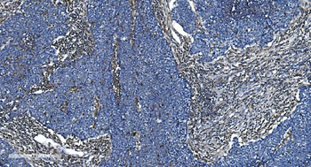 GNG2 Antibody