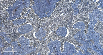 GNG2 Antibody